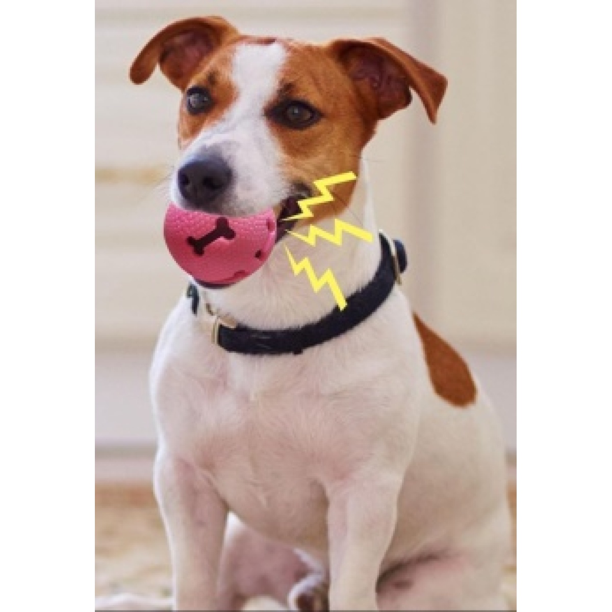 NUNBELL PET BALL FOR DOG - Image 3